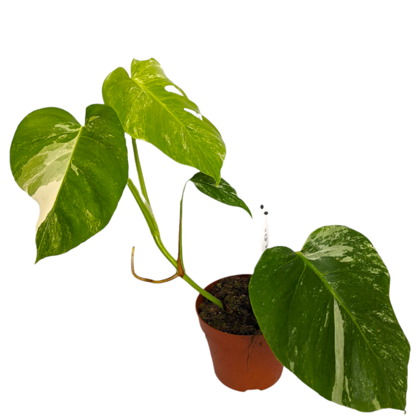 Variegated Swiss Cheese Plant | Albo | Rare Plant