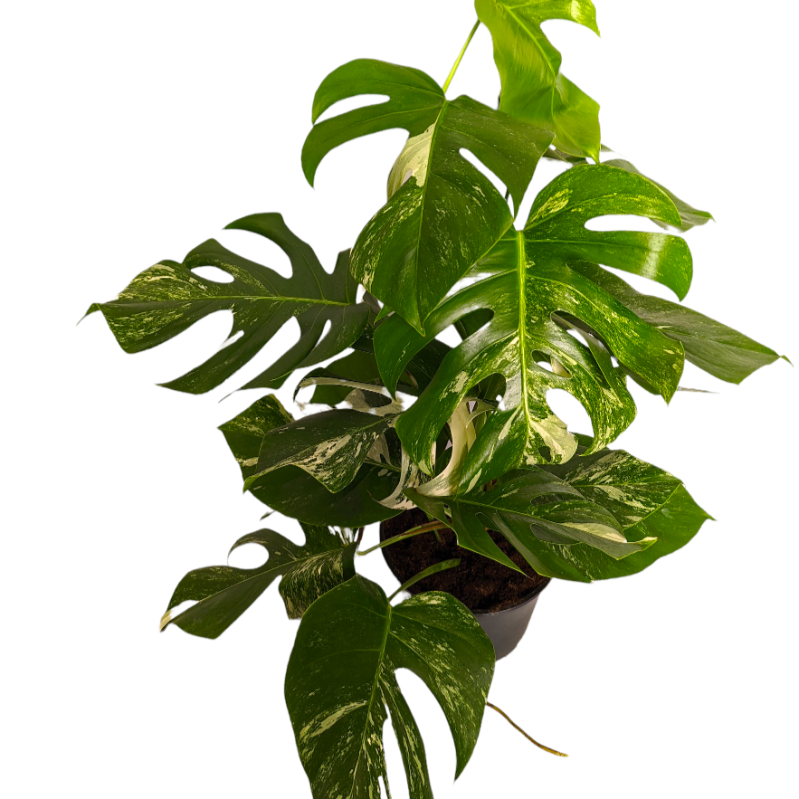 Variegated Swiss Cheese Plant | Albo | Rare Plant