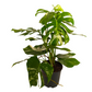 Variegated Swiss Cheese Plant | Albo | Rare Plant
