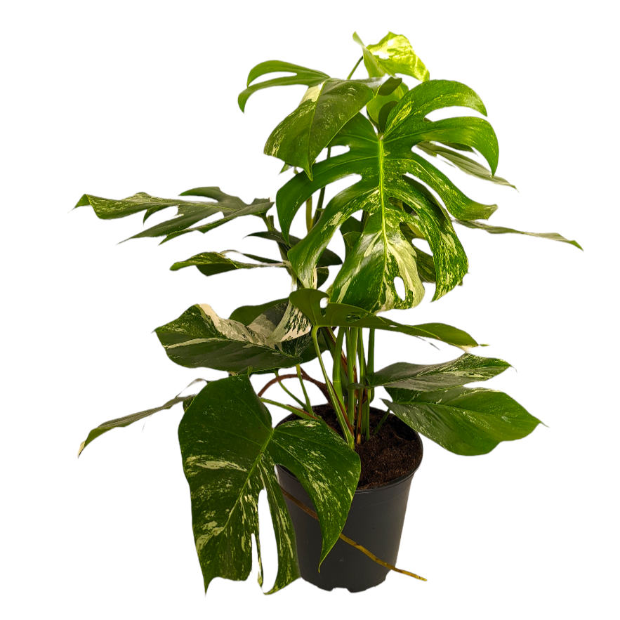 Variegated Swiss Cheese Plant | Albo | Rare Plant