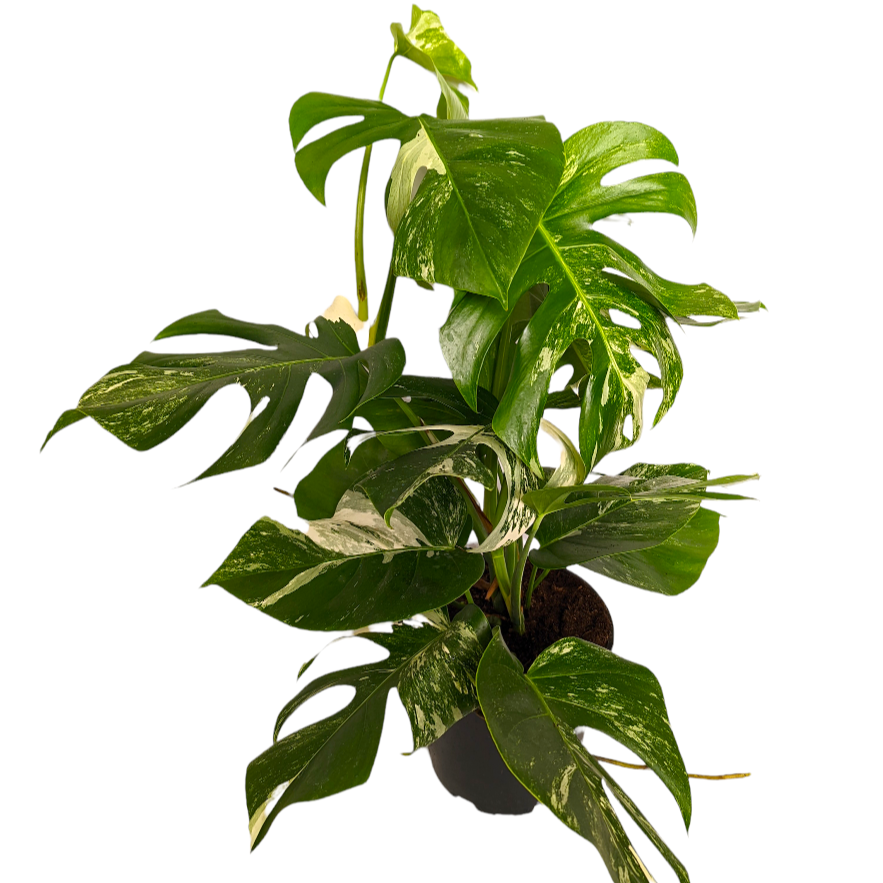 Variegated Swiss Cheese Plant | Albo | Rare Plant