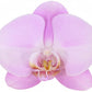 Phalaenopsis Orchid | Pink
