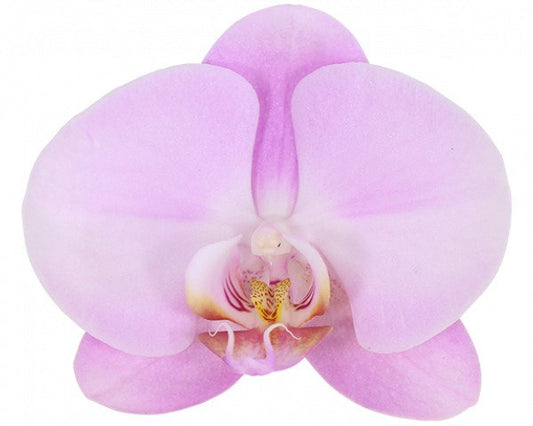 Phalaenopsis Orchid | Pink