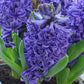 Scented Hyacinths | Blue Pearl