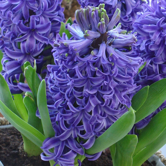 Scented Hyacinths | Blue Pearl | Potted Houseplants