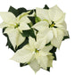 Poinsettia | Princettia White