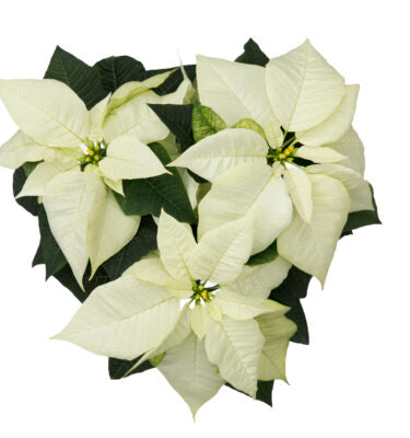Poinsettia | Princettia White