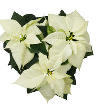 Poinsettia | Princettia White