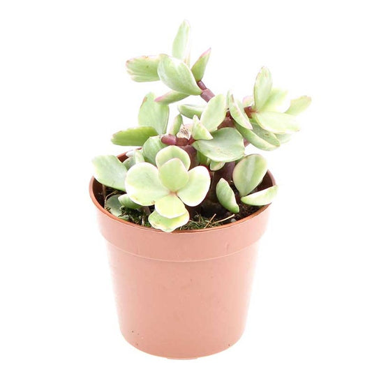 Midstripe Rainbow Bush | Variegated | Indoor Succulent Plants