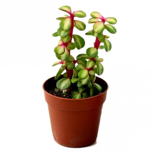 Midstripe Rainbow Bush | 