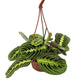 Prayer Plant | Lemon Lime | Rare Plant