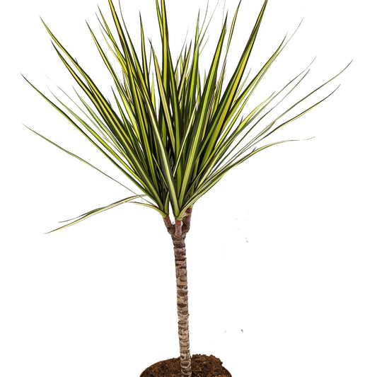 Dragon Tree | Sunray | Large & Tall Plants