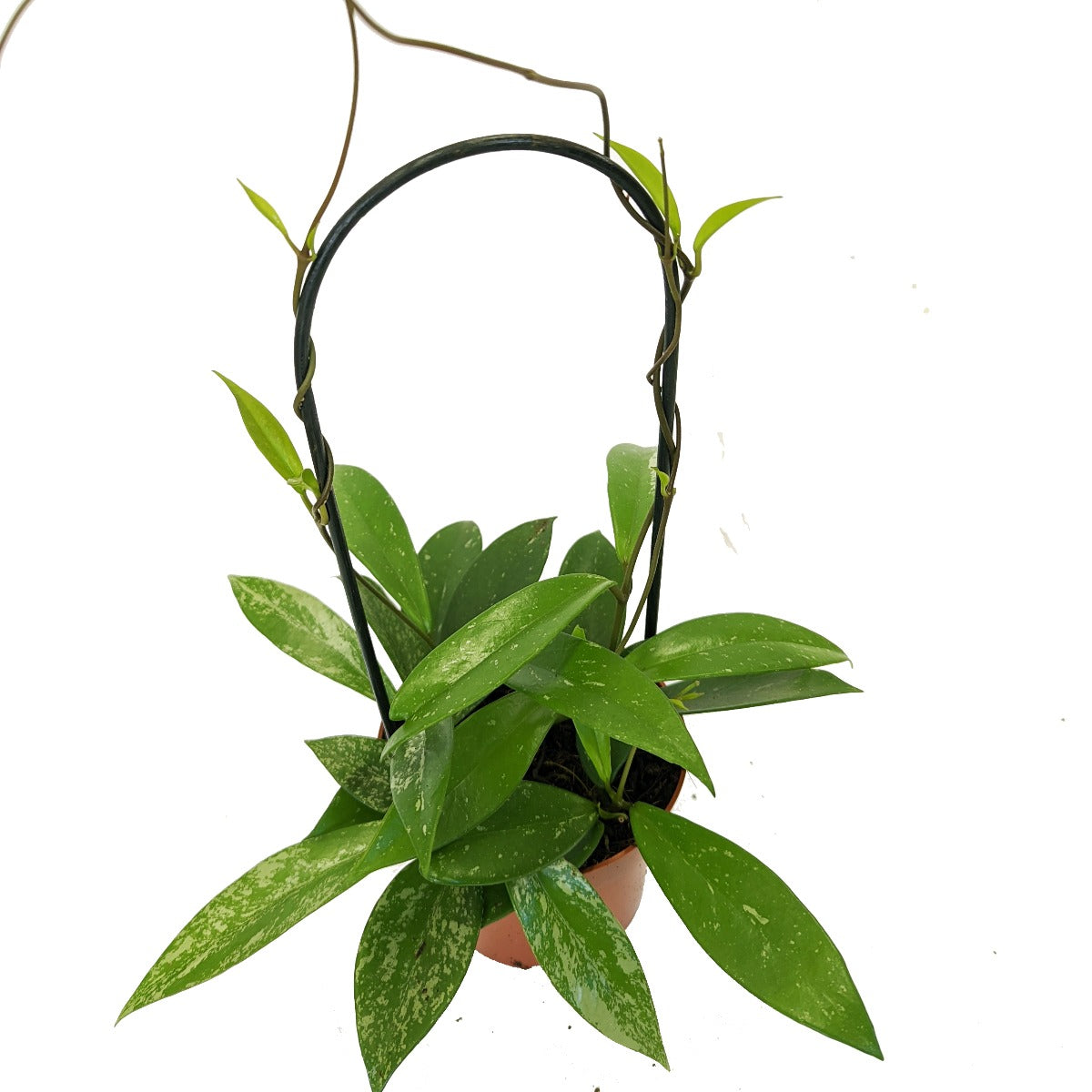 Wax Plant | Splash