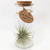 Air Plant In A Bottle