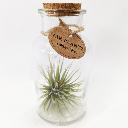 Air Plant In A Bottle