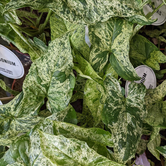 Arrowhead Vine | Mottled Mojito | Rare Plant