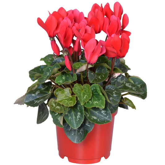 Cyclamen | Red