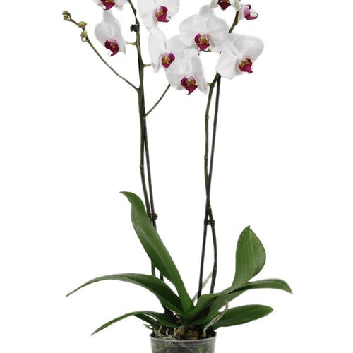 Phalaenopsis Orchid | Red Lips