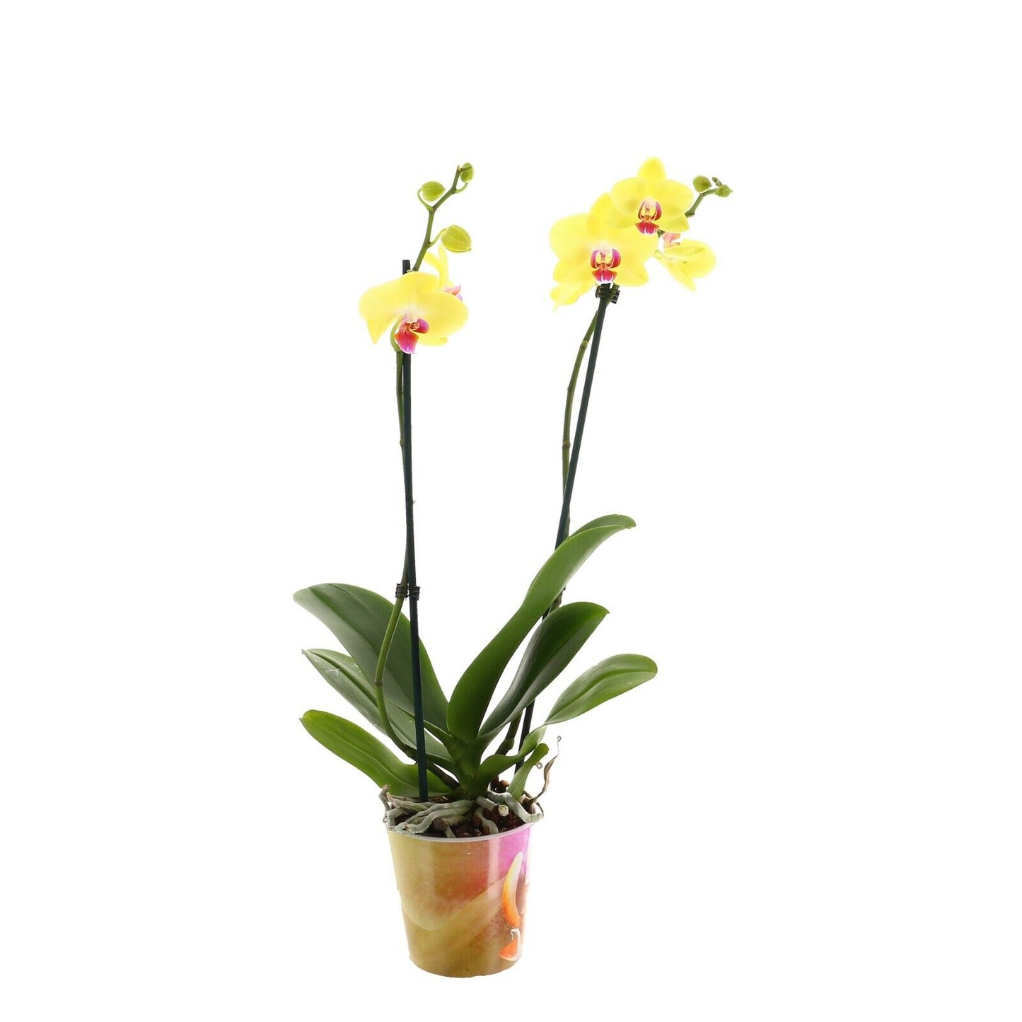 Phalaenopsis Orchid | Yellow Ferrera