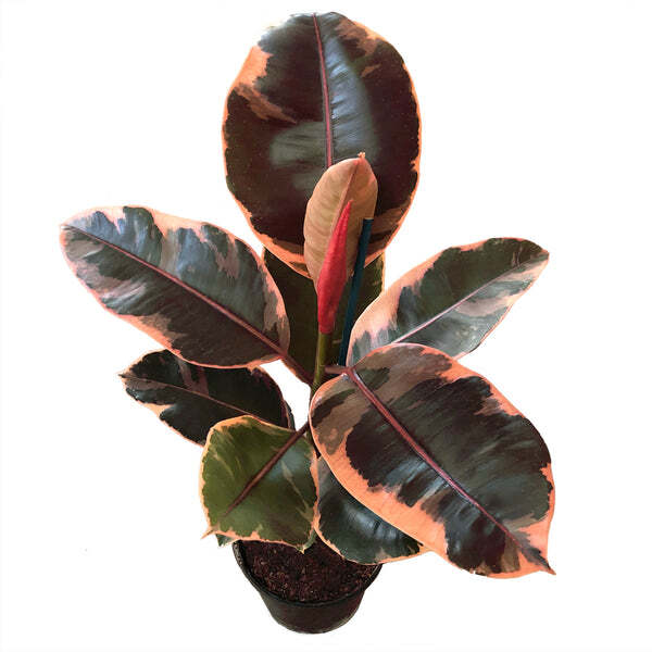 Rubber Plant | Ruby