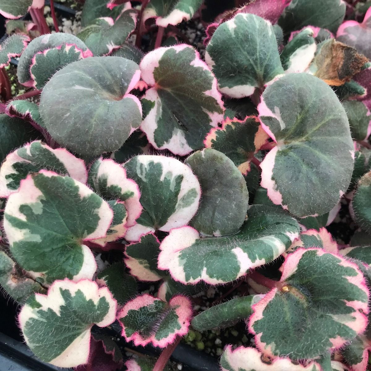 Strawberry Begonia | Albo | Mother Of Thousands | Hard To Find