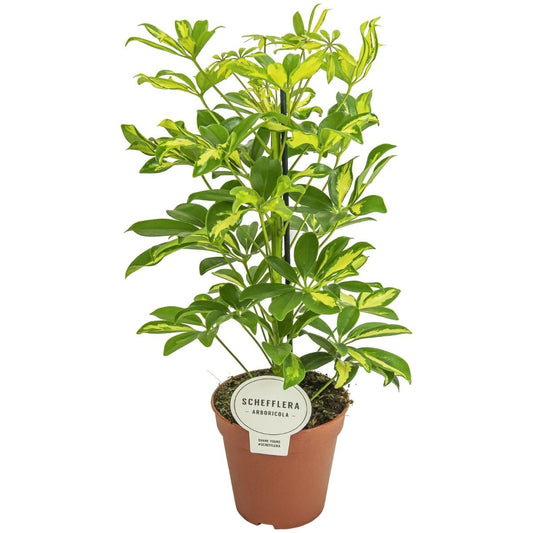 Umbrella Tree | Gerda | Perfect Plants for Under £50