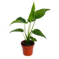 Elephant Ear | Cucullata