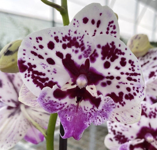 Phalaenopsis Orchid | Speechless Elegance | Potted Houseplants