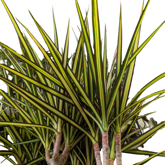 Dragon Tree