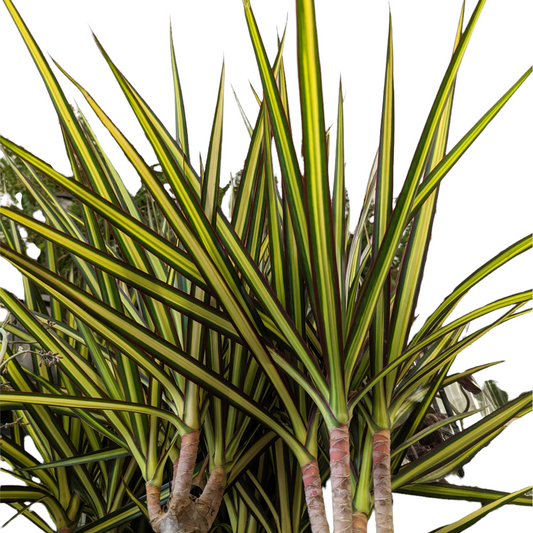 Dragon Tree | Sunray | Potted Houseplants