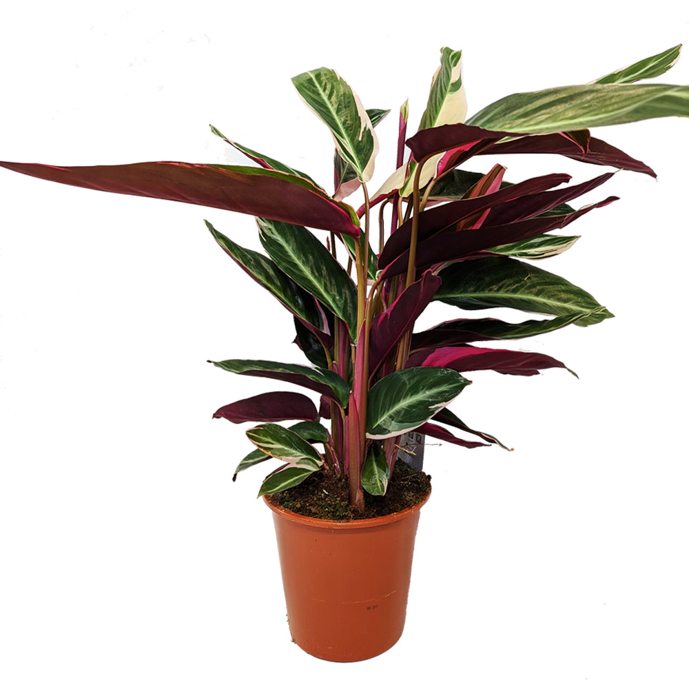 Never Never Plant | Triostar