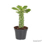 Sausage Spurge | Hard To Find
