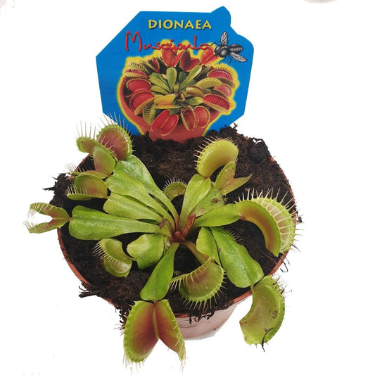 Venus Fly Trap | Perfect Plants for Under £30