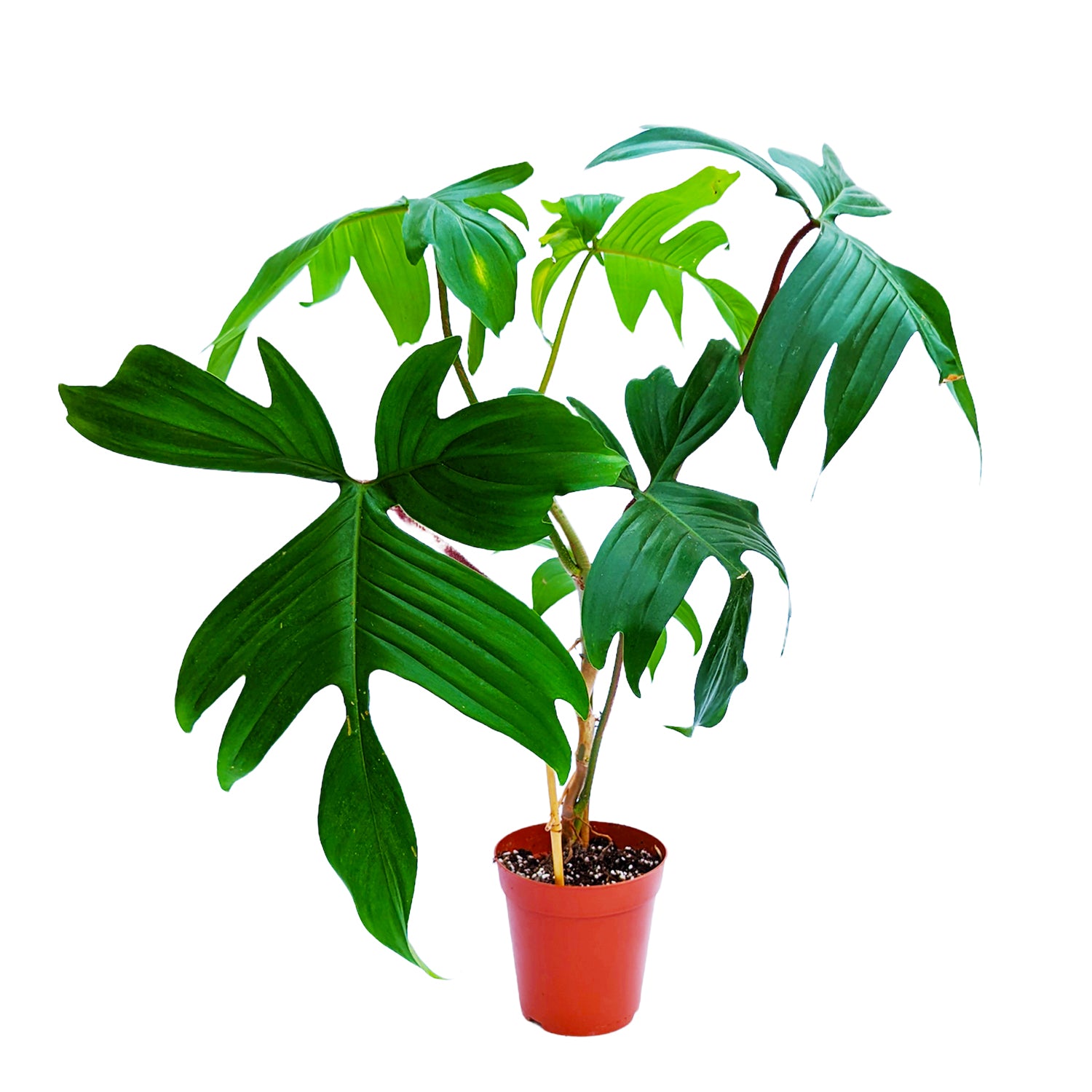 Philodendron Florida Green