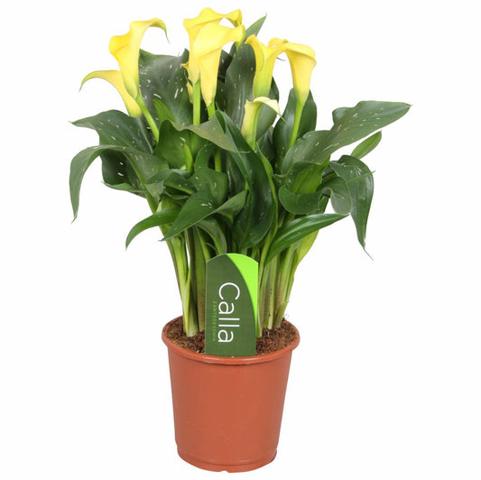 Calla Lily | Sunclub | Potted Houseplants